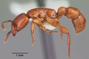 Centromyrmex bequaerti casent0104137 profile 1.jpg