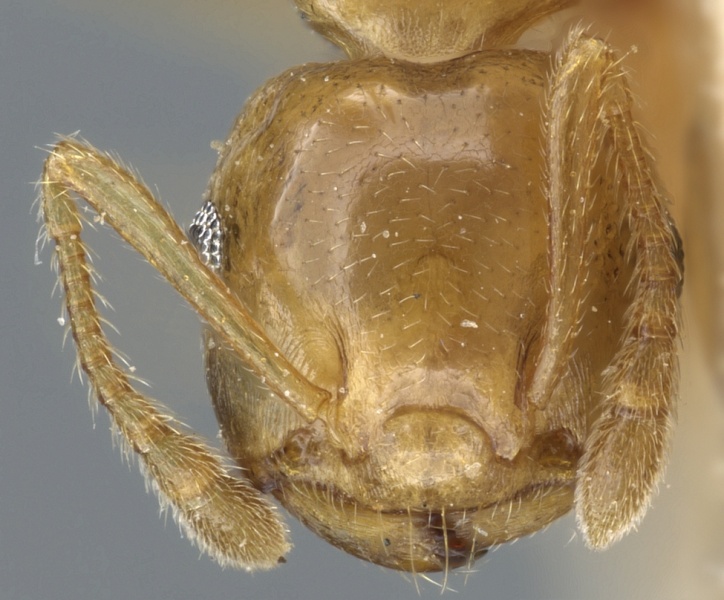 File:Crematogaster chlorotica casent0904476 h 1 high.jpg