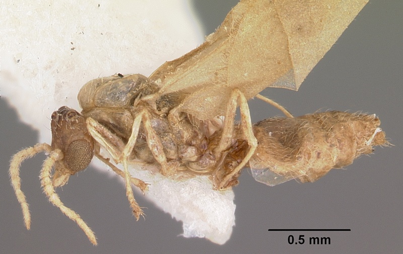 File:Crematogaster rasoherinae casent0104932 profile 1.jpg