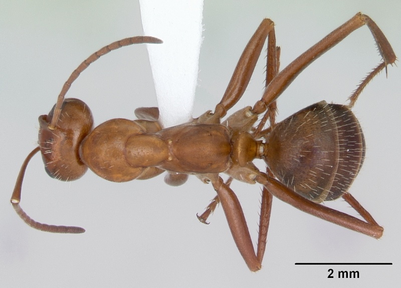 File:Formica incerta casent0172884 dorsal 1.jpg