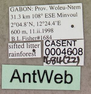 Loboponera basalis casent0004608 label 1.jpg