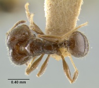 MCZ-ENT00022885 Pheidole tragica had.jpg