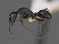 MCZ-ENT00529056 Camponotus sp20 hal.jpg