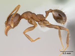 Pheidole cornicula casent0178013 profile 1.jpg