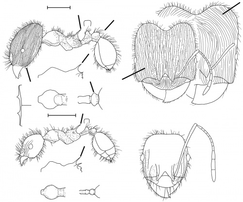 Pheidole rhea Wilson 2003.jpg