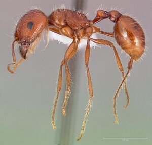 Pogonomyrmex californicus casent0005710 profile 1.jpg