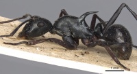 Polyrhachis paromala casent0901818 p 1 high.jpg