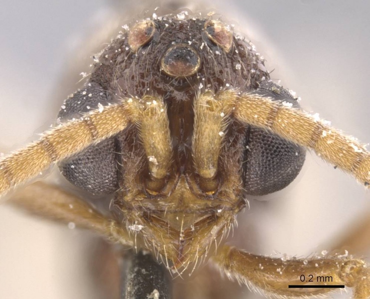 File:Sphinctomyrmex chariensis casent0911269 h 1 high.jpg