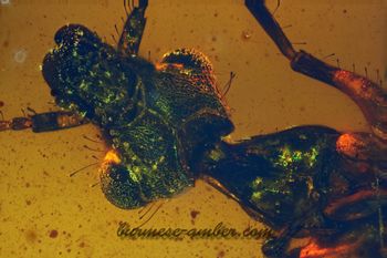 Camelomecia janovitzi, Burmese-amber.com (2).jpg