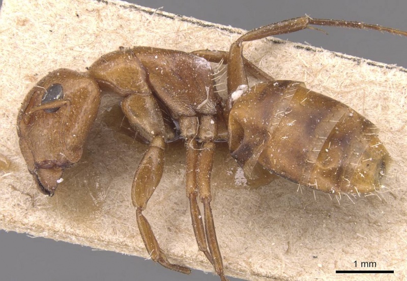 File:Camponotus bottegoi casent0905429 p 1 high.jpg