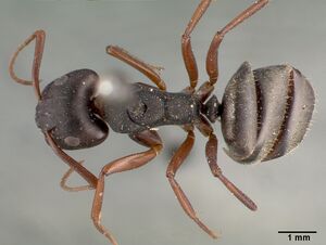 Camponotus planus castype00459 dorsal 1.jpg