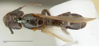 Camponotus platypus focol2331 d 1 high.jpg