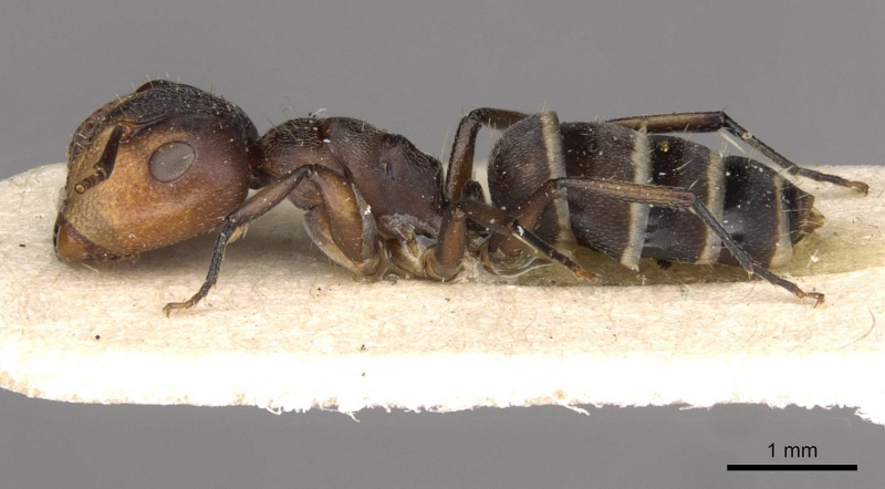 File:Camponotus reticulatus casent0910532 p 1 high.jpg