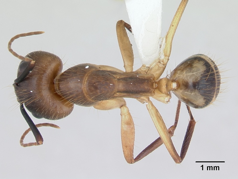 File:Camponotus substitutus casent0173454 dorsal 1.jpg