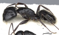 Camponotus werthi casent0903522 p 1 high.jpg