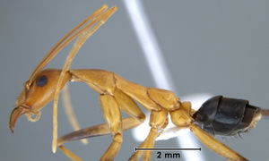 Leptomyrmex rufipes side view