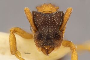 MCZ-ENT00524063 Cyphomyrmex minutus-hef8.jpg