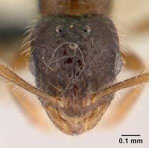 Monomorium sechellense casent0149323 head 1.jpg