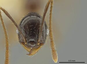 Pheidole hitoy CASENT0636895 h.jpg