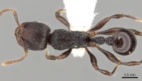 Rogeria procera D casent0280814.jpg