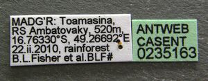 Tetramorium rala casent0235163 l 1 high.jpg