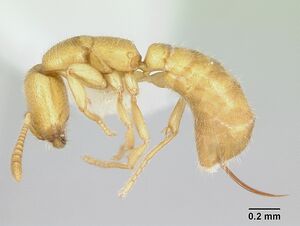 Adetomyrma venatrix casent0172771 profile 1.jpg