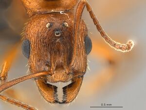 Aphaenogaster-uinta-MCZ001QH.jpg