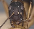 Camponotus consobrinus casent0905237 h 1 high.jpg