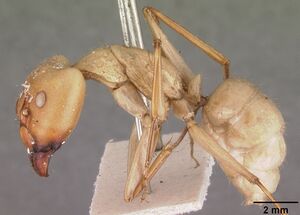 Camponotus gerberti casent0102311 profile 1.jpg