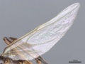 Camponotus longipilis casent0905508 p 2 high.jpg