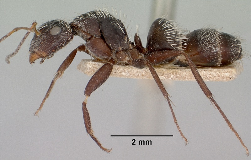 File:Camponotus voeltzkowii casent0101377 profile 1.jpg