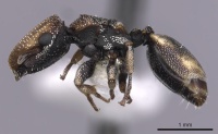 Cephalotes kukulcan P casent0627953.jpg