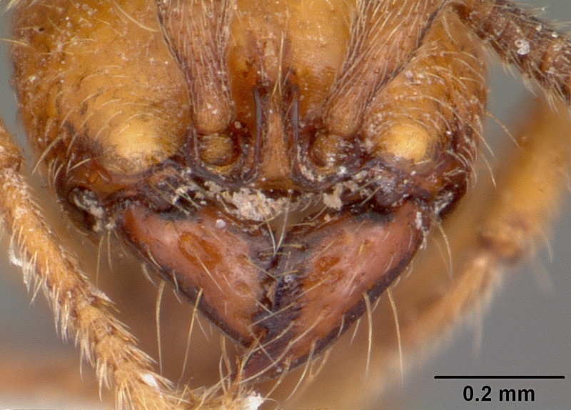 File:Cerapachys sexspinus casent0104984 head 2.jpg