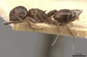 Crematogaster excisa casent0908524 p 1 high.jpg