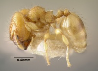 MCZ-ENT00020778 Pheidole tachigaliae hal.jpg