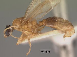 Machomyrma dispar casent0102460 profile 1.jpg