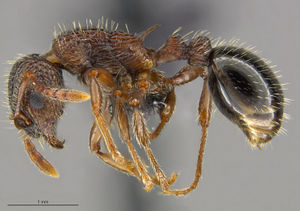 Mcz-ent00668928 Myrmica detritinodis hal.jpg