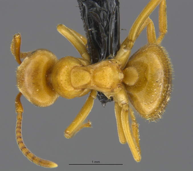 File:Mcz-ent00669444 Lasius subumbratus had.jpg