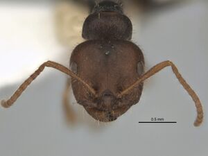 Melophorus mjobergi small major head ANIC32-900087.jpg