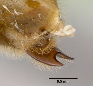 Neivamyrmex fuscipennis casent0103460 profile 3.jpg