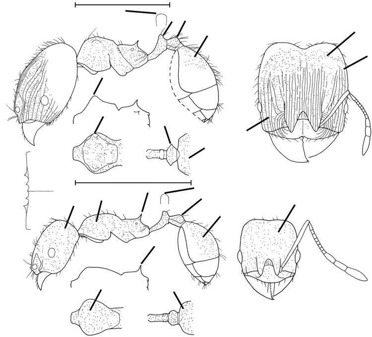 Pheidole bilimeki - AntWiki