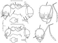 Pheidole longiscapa Wilson 2003.jpg