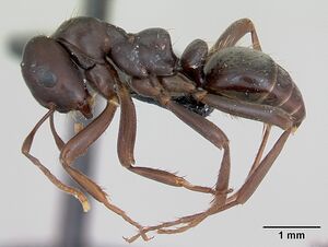 Polyergus nigerrimus casent0173333 profile 1.jpg