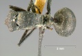 Polyrhachis-murinaD2.5x.jpg