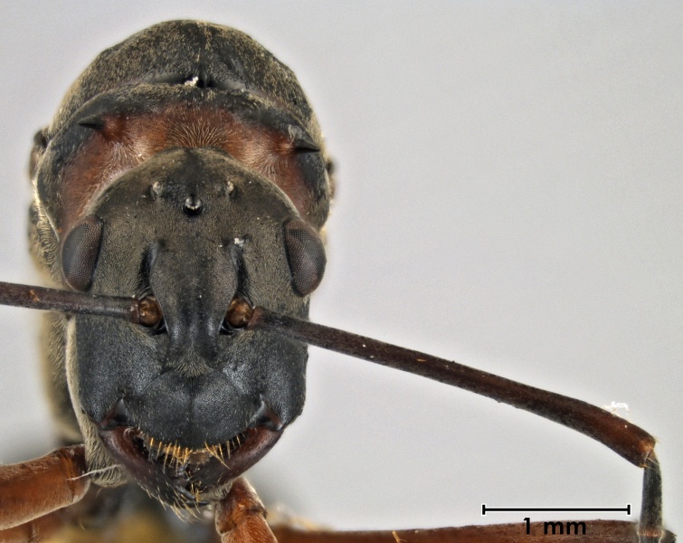 File:Polyrhachis bellicosa queen head.jpg