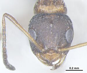 Wachkoo, A.A., Bharti, H. et al. 2021. Taxonomic review of the ant genus Lepisiota from India (10.20363@BZB-2021.70.2.227), Fig. 28.jpg