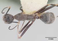 Camponotus batesii casent0101366 dorsal 1.jpg