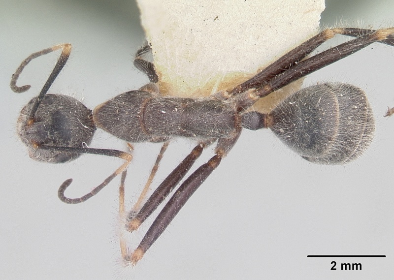 File:Camponotus batesii casent0101366 dorsal 1.jpg