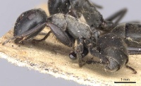 Camponotus leonardi casent0901895 p 1 high.jpg