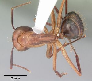 Camponotus tortuganus casent0103721 dorsal 1.jpg